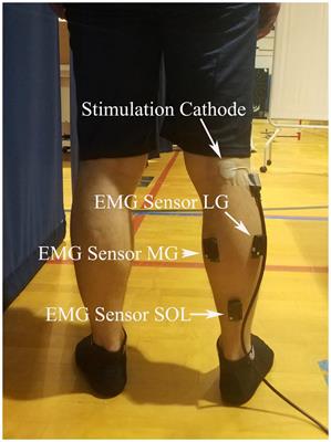 Hoffmann Reflex Measured From Lateral Gastrocnemius Is More Reliable Than From Soleus Among Elderly With Peripheral Neuropathy